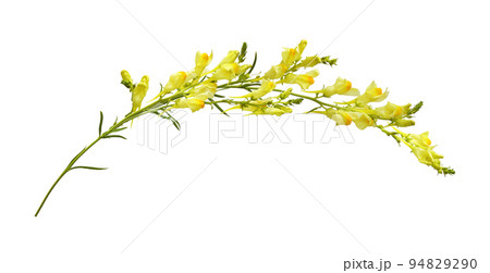 Twig of yellow linaria flowers isolated 94829290