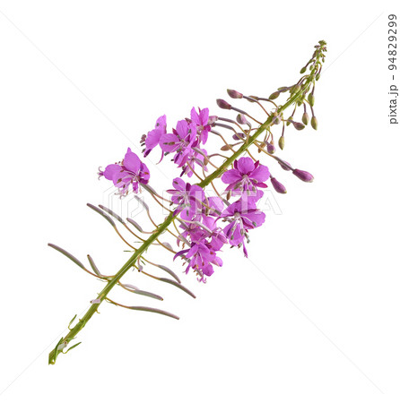 Branch with pink epilobium flowers, buds and green leaves isolated 94829299