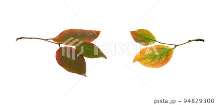 Set of autumn twigs with colorful leaves isolated Set of autumn twigs with colorful leaves isolated 94829300