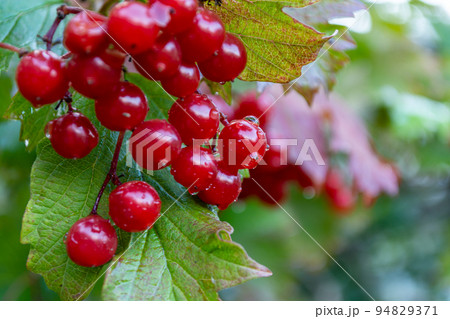 Wet red viburnum. Berries close up. Wet red viburnum. Berries close up. 94829371