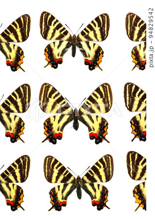 蝶の標本・ギフチョウ 蝶の標本・ギフチョウ 94829542