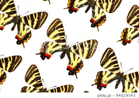 蝶の標本・ギフチョウ 94829543