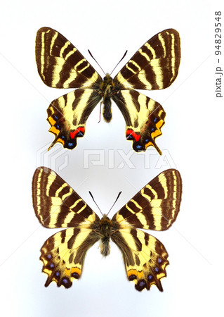 蝶の標本・ギフチョウ（イエローテール型とならべて） 94829548