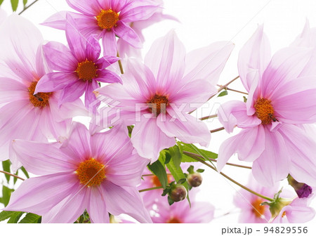 皇帝ダリアの花 皇帝ダリアの花 94829556