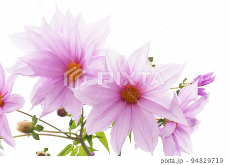 皇帝ダリアの花 94829719
