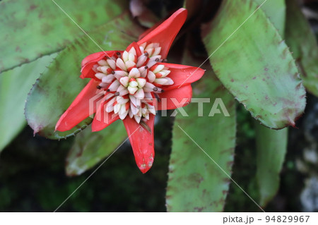 赤い花びらのグズマニアの花をアップで撮影した風景 赤い花びらのグズマニアの花をアップで撮影した風景 94829967