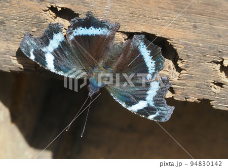 ルリタテハ ルリタテハ 94830142