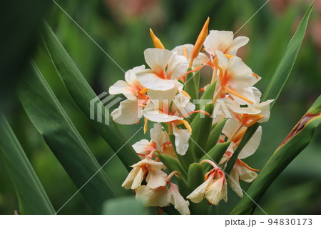 緑の葉と白とオレンジの花びらのヘディキウムの花が咲く風景の写真素材