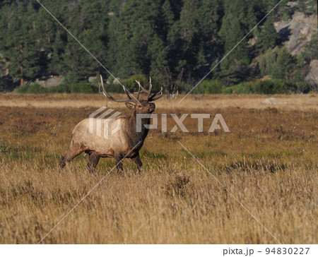 秋の草原で顎を上げてポーズをとるオスのエルク 秋の草原で顎を上げてポーズをとるオスのエルク 94830227