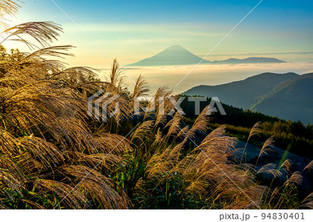 朝日に輝くススキと富士山 朝日に輝くススキと富士山 94830401