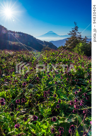 櫛形山の山アザミの群生と富士山に輝く太陽 94830404