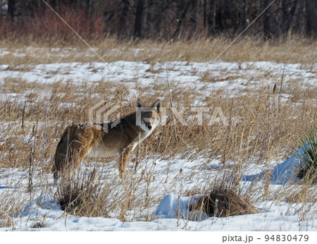 雪が残る草原に立つコヨーテ 94830479