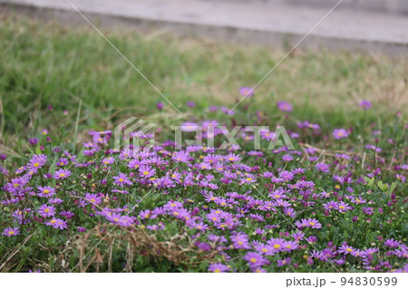 紫の花びらのスワンリバーデイジーの花が満開に咲く風景 94830599