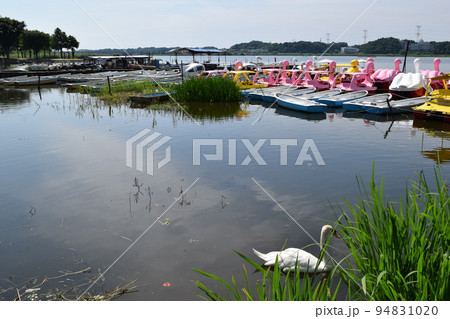 手賀沼 利根川水系 94831020
