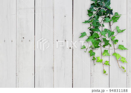 木目背景とグリーン 94831188