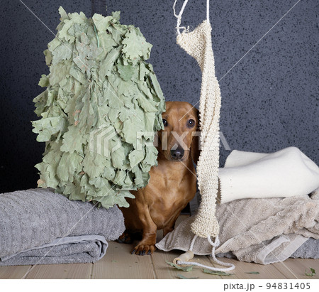 A hunting dog of the Dachshund breed sits on a wooden shelf in a Russian bath next to a stack of towels, hiding between a broom of oak branches and a long washcloth. The dog washes in the Russian bath 94831405