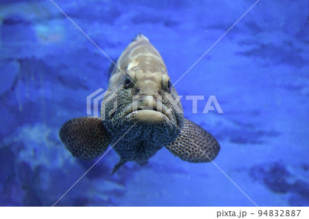 クエ クエ 94832887