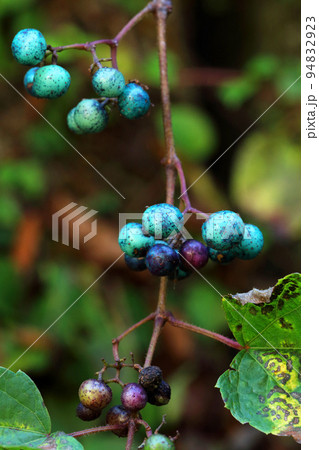 いろいろの色が楽しめるノブドウの実り　福島県只見町 94832923