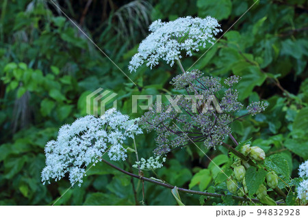 秋の野原を白く彩るシシウドの花 福島県只見町 秋の野原を白く彩るシシウドの花 福島県只見町 94832928
