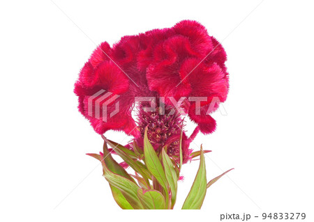 【ケイトウ】 (深度合成) 94833279