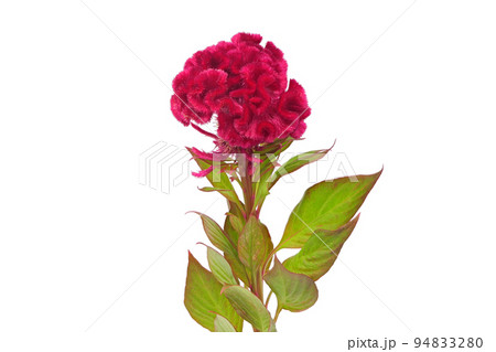 【ケイトウ】 (深度合成) 【ケイトウ】 (深度合成) 94833280