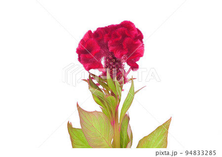 【ケイトウ】 (深度合成) 94833285