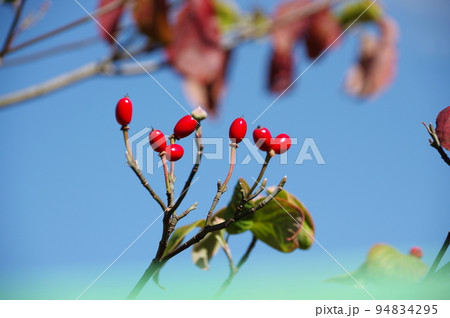 ハナミズキの果実 ハナミズキの果実 94834295