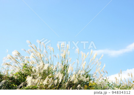 輝くオギの花穂 94834312