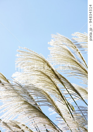 輝くオギの花穂 輝くオギの花穂 94834314