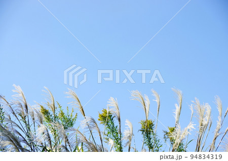輝くオギの花穂 輝くオギの花穂 94834319