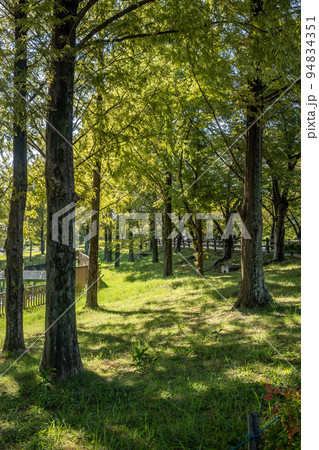 秋の寝屋川市打上川治水緑地風景 秋の寝屋川市打上川治水緑地風景 94834351