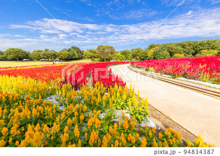 ケイトウの花畑と散歩道 ケイトウの花畑と散歩道 94834387