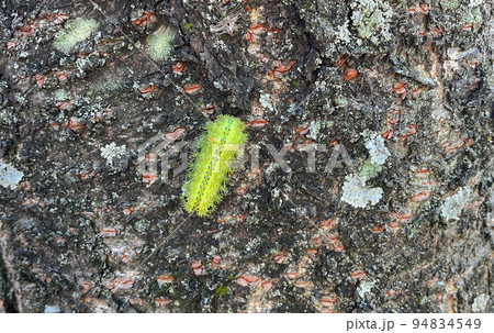 木にとまるイラガ(電気虫) 木にとまるイラガ(電気虫) 94834549