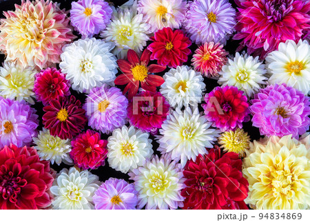 水に浮かぶダリヤ 94834869