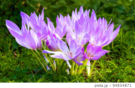 紫色のイヌサフラン 94834871