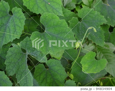 カラスウリ カラスウリ 94834904