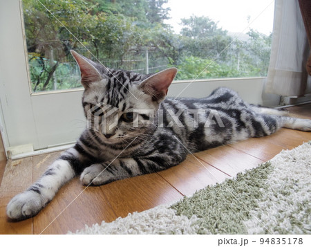 アメショー ごま 窓辺の子猫 アメショー ごま 窓辺の子猫 94835178