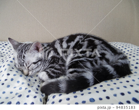 アメショー ごま 座布団で昼寝する子猫 アメショー ごま 座布団で昼寝する子猫 94835183
