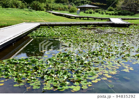 神奈川県中井町　厳島湿生公園の木道散策路と湿生地 94835292