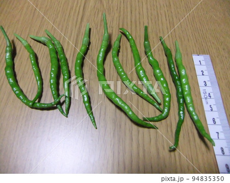 青唐辛子 剣崎なんば 伝統野菜 青唐辛子 剣崎なんば 伝統野菜 94835350