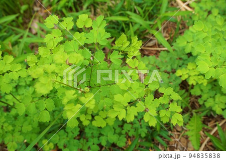 アキカラマツ 秋唐松 秋落葉松 タカトグサ 高遠草 アキカラマツ 秋唐松 秋落葉松 タカトグサ 高遠草 94835838
