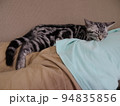 アメショー ごま 子供と昼寝する子猫 94835856