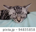 アメショー ごま 子供と昼寝する子猫 94835858
