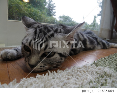 アメショー ごま 窓辺で寛ぐ子猫 アメショー ごま 窓辺で寛ぐ子猫 94835864