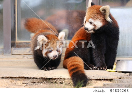 〔福井県・鯖江市西山動物園・10月〕レッサーパンダの親子 (左:子、右:母親) 〔福井県・鯖江市西山動物園・10月〕レッサーパンダの親子 (左:子、右:母親) 94836268