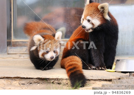 〔福井県・鯖江市西山動物園〕レッサーパンダの親子　（右：母親） 94836269