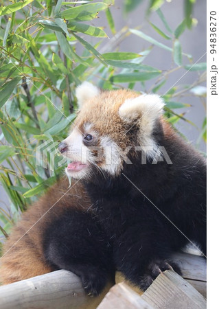 〔福井県鯖江市・西山動物園・10月〕レッサーパンダ(生後三ヶ月) ぎこちなく木の上に登る様 〔福井県鯖江市・西山動物園・10月〕レッサーパンダ(生後三ヶ月) ぎこちなく木の上に登る様 94836270