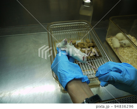 動物 動物学 器具 94836296