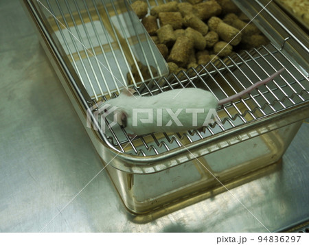 動物 動物学 器具 94836297