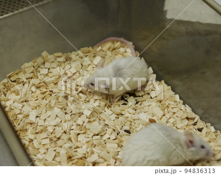動物 動物学 器具 94836313